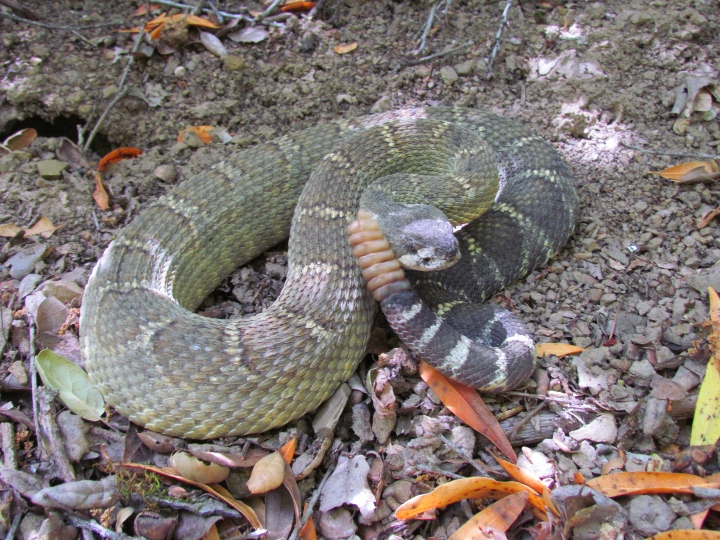 Northern Pacific Rattlesnake